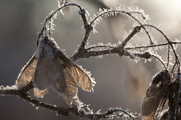 bare maple tree branches covered with sparkling frost and icicles on sunny winter day