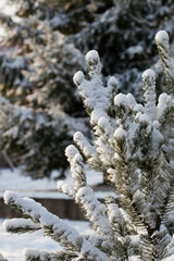 conifer juniper tree covered with sparkling snow on a sunny winter day