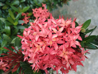 Red chinese ixora.