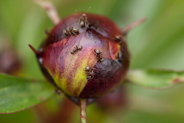 ants on a peony bud, close up on a blurred green natural background