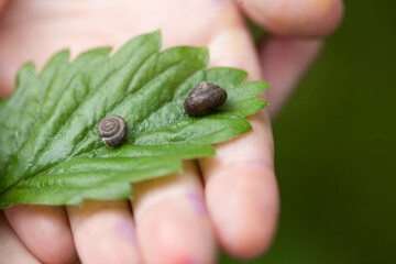 child's hand carefully holding a green leaf with two small snails on it,