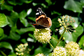 Red admiral butterfly (Vanessa Atalanta) perched on hedge (hedera helix) in Zurich, Switzerland