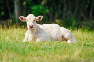 A serene white cow rests peacefully on a vibrant green pasture under a bright blue sky. The cows gentle demeanor adds charm to the picturesque landscape, showcasing natures beauty.