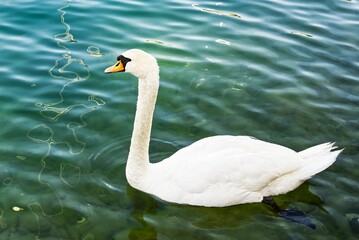 Naklejka premium The swan is a graceful water bird characterized by its long neck and elegant body. Known for its striking white feathers and pointed beak, it symbolizes beauty and romance.