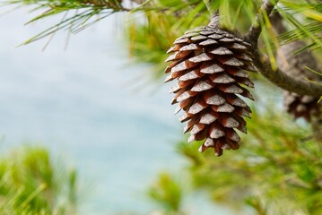 A large, brown pine cone hangs gracefully from a green branch in the foreground, contrasting...