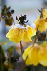 Blooming flowers covered with first snow, closeup, blurred background