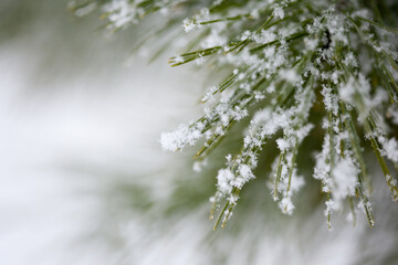 Pine branches covered with snow, closeup, every snowflake is visible, blurred background for your text