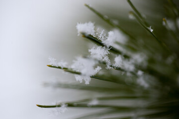 Pine branches covered with snow, closeup, every snowflake is visible, blurred background for your text
