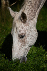 Horse eating grass  © Oliwier
