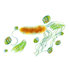 Study of bacteria and protozoa. Illustration of single-celled. Soap, antiseptic and hygiene product labels. For design of medical brochures and posters. Printing educational books, encyclopedias, etc.