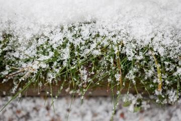 green grass and pavement covered with the first snow
