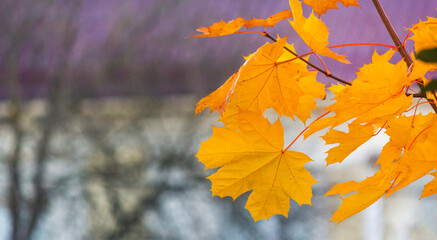 Maple leaves in autumn sunny day