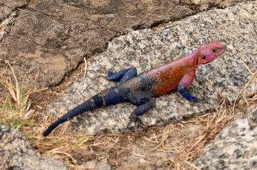 close-up of a agama lizard looking blue and pink lying on a rock in the serengeti