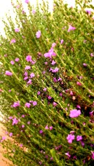 Fototapeta premium Flowering plants