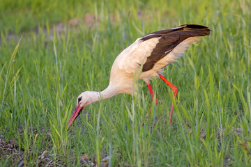Beautiful stork walking on the summer field. Close-up of White stork (Ciconia ciconia).