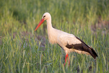 Beautiful stork walking on the summer field. Close-up of White stork (Ciconia ciconia).