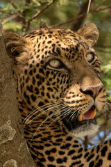 portrait of a leopard lying in a tree looking at me in the serengeti