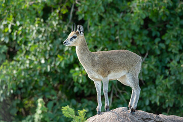 close-up of a dik dik smalle deer standing on a rock looking at me in the serengeti