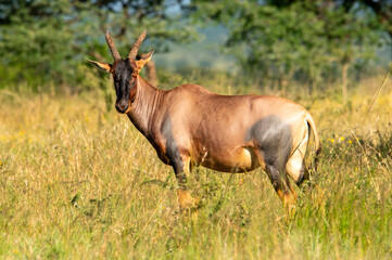 close-up of a waterbuck standing in the bush looking at me in the serengeti