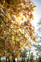 Autumn backgrounds, wallpapers with leaves in autumn colors.
