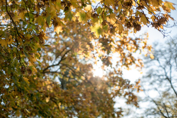 Autumn backgrounds, wallpapers with leaves in autumn colors.
