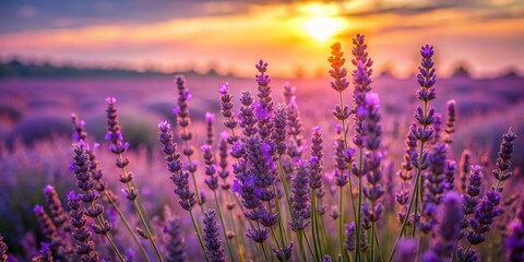 Fototapeta premium Purple Lavender Field at Sunset, Close-up , Flower , Nature