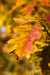Obraz premium Changing the color of leaves is a sign of the season, autumn. 