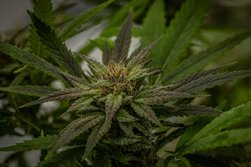 Violet color variety of marijuana flower blossom in greenhouse in autumn