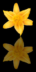Yellow Daylily on Black Background with Reflection