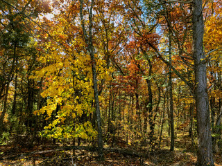 Bright yellows amid the oranges and browns - morning sun lights up a tree that's mostly yellow in an Autumn forest scene