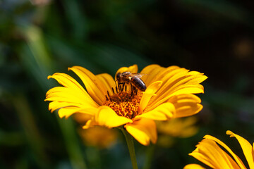Yellow daisy and a bee