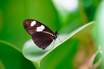 A beautiful black butterfly with white spots gracefully rests on a lush green leaf. Its vibrant colors stand out against the natural backdrop, creating an enchanting scene in nature.