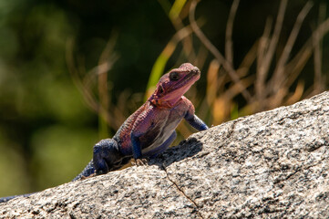 close-up of a agama lizard standing on a rock in the serengeti looking at me