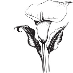 Calla flower design for card or print. hand-painted calla flower illustration isolated on white, engraved ink art floral coloring pages, and books for print, pretty flower coloring pages