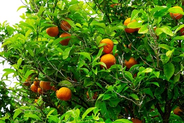 A vibrant close-up of a lush green orange tree, featuring ripe, juicy oranges nestled among the rich foliage. The healthy leaves create a picturesque scene of natures abundant bounty.