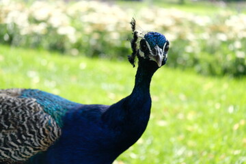 Naklejka premium Pfau, Zoo, Vogel, Tier, blau