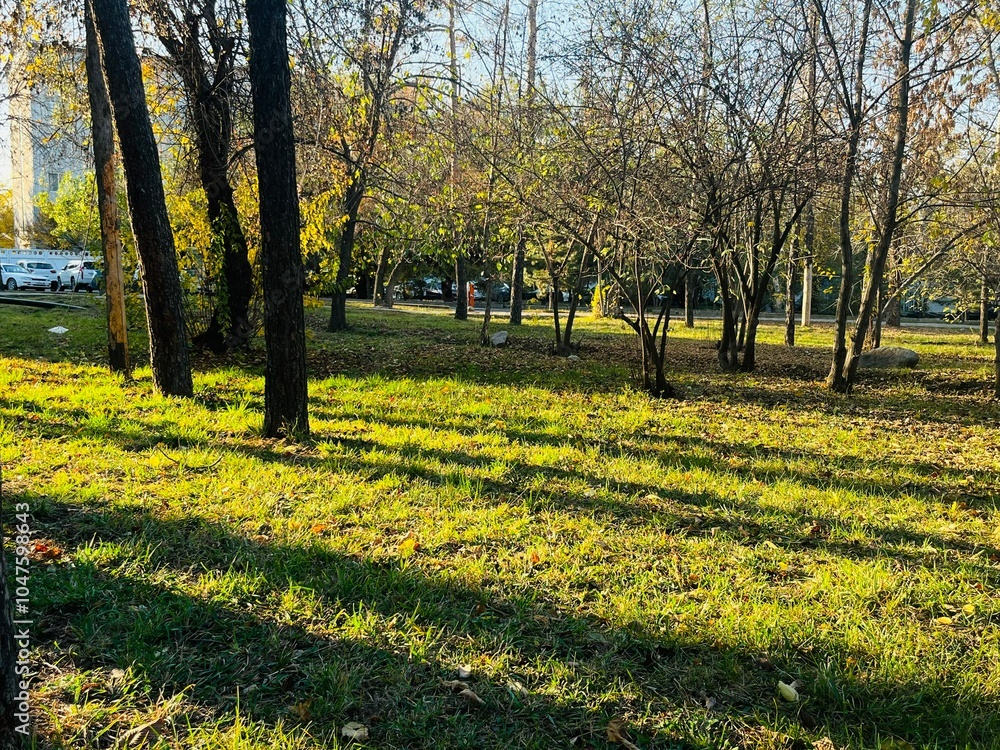 Aufkleber golden hour sunlight creating long shadows of pine trees across vibrant autumn grass in a tranquil f