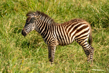 close-up of a young solitaire zebra in the ngorongor crater tanzania