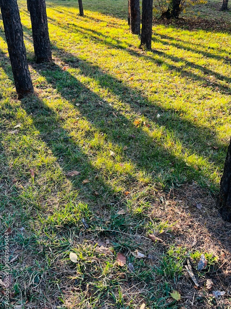 Aufkleber Golden Hour Sunlight Creating Long Shadows of Pine Trees Across Vibrant Autumn Grass in a Tranquil Forest Park Setting