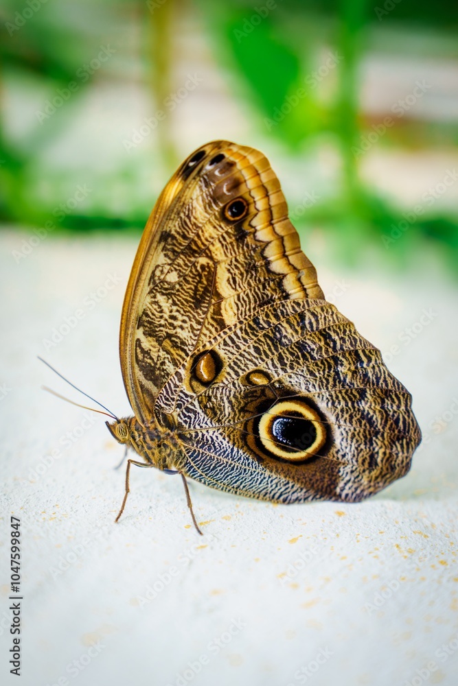 Poster this is a close-up photograph of a beautiful butterfly perched on a white surface, showcasing its vi
