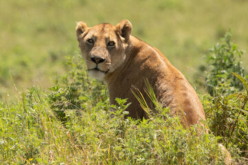 close-up of a lioness sitting in the grass en turning her head to look straight at me in the ngorongoro crater tanzania