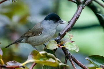 Una capinera appollaiata su un ramo di un albero di cachi si guarda intorno in cerca di cibo.