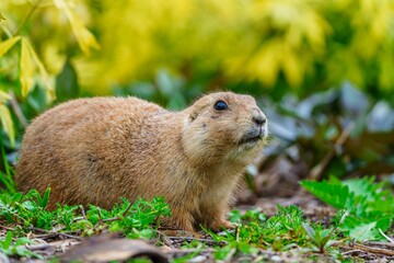 A cute prairie dog is sitting on the grass and looking away. The prairie dog is tan and brown with a white belly and black-tipped ears. It is a small rodent that lives in North America.