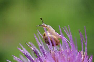 ciliella ciliata