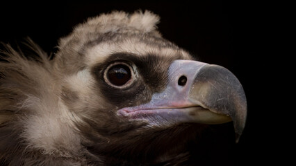 uropean Black vulture head portrait