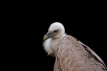 The Himalayan Griffon Vulture (Gyps himalayensis)