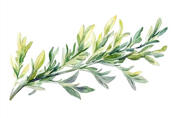 Fototapeta premium Hand-Painted Watercolor Illustration of Sagebrush Plant with Aromatic Essential Oil on Twig, Symbolizing Natural Herbal Therapy and HealthCare on White Background
