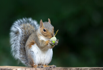 Portrait of a grey squirrel eating acorn on a tree stump in autumn