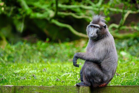 Barbary macaque monkey sitting on a wooden fence in a green park. The monkey has dark fur and a calm expression, looking to the left. The blurred background features lush trees and bushes.