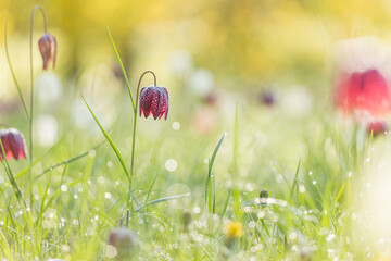 Fototapete bei efototapeten.de bestellen   